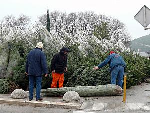 Christmas trees for sale in Split!