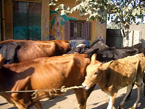 Passing some water buffalo on the road on our bus, heading out to visit some pyramids