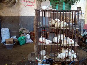 Driving by a cage of chickens.