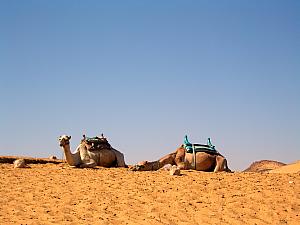 Camels!