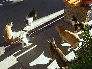 We took the felucca to Kitchener's Island, named after Lord Kitchener, a British Field Marshal who served in Egypt in the late 1800s. This island had lots of cats as residents