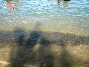 Look at the densely-packed school of fish, right along the beach. 