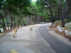 A couple of white Labradors decided to join Kelly for part of her run. Rarely do we see dogs on leashes in the park.