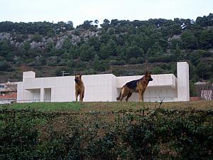 These two German Shepherds are guard dogs on the lookout at one of the very expensive homes overlooking the sea.
