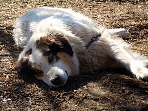 One of the many dogs hanging around the farm - he just hung out most of the time.