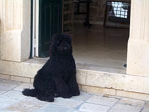 This poodle was "guarding" the entrance to this art gallery, but it was funny when he was scared off by a little terrier.