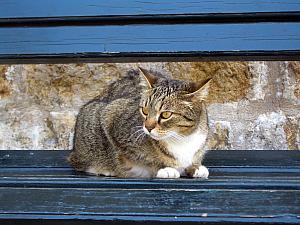 We don't think this cat moved from this bench in four hours!