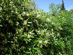 Mediterranean plants