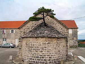 A tree growing through an old church roof, on Brac.