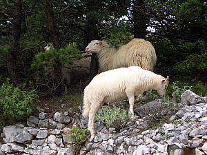 We drove on a crazy gravel road alongside dozens of not-so-healthy looking sheep.