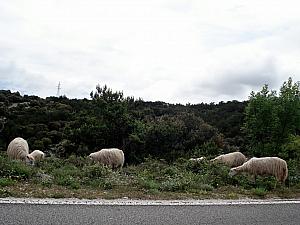 More sheep.