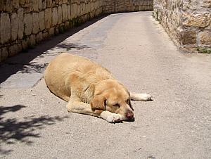 This guy was wiped out by the heat!