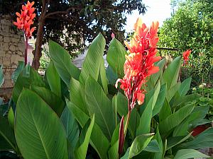 Flowers growing in the garden in our side yard.