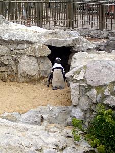 Penguin lost in Spain. (The beach had a free mini zoo with some sea lions and a couple penguins.)