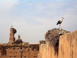 A group of storks have made their home atop the palace walls. Very cool.