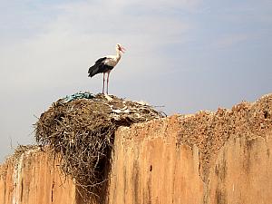 Hello mister stork!