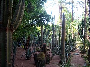 Visting the Jardin de Majorelle (Majorelle Garden), designed by French artist in 1920s when Morocco was still a French colony.