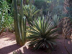 Jardin de Majorelle