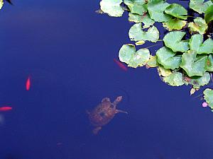 Turtle swimming in a pond at Jardin de Majorelle