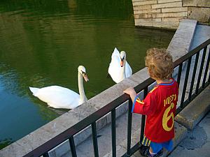 Swans in a pond near the cathedral.