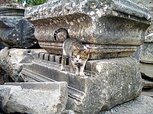 Cat saying hello.