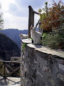 More cats saying hello.