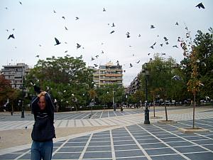 Attack of the birds!!