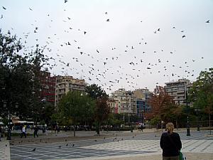 Attack of the birds!!