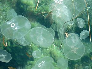 all along the edge of the sea near our ship the water was swarming with jellyfish! Never, ever seen this before. Crazy.