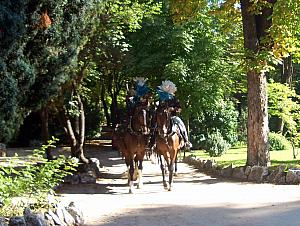 Horses in training at Campo del Moro