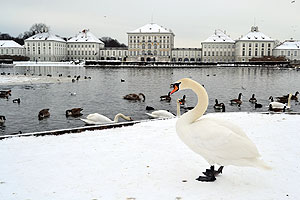 A giant swan