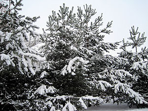 Snow-covered trees