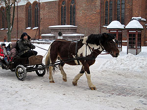 Donkey taxi service