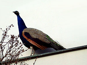 a peacock hanging out in a city park