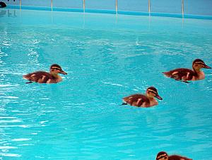 Ducklings learning how to swim at our condominium pool