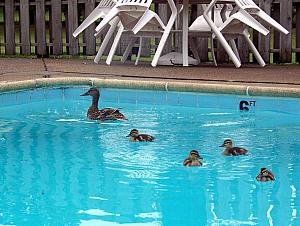 Mama duck leading the way