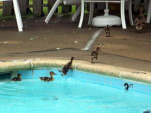 The ducklings struggled to get out of the pool.