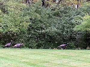 Kelly saw wild turkeys outside the parking lot of her P&G Winton Hill office.