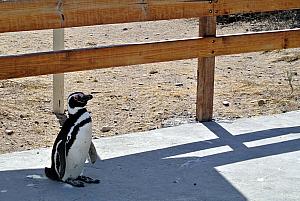 Punta Tombo - Penguins! This guy was 2 miles inland. Some penguins travel as far as 4 or 5 miles from the coast to lay their eggs.