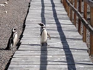 Punta Tombo - Penguins! Penguins using the people bridge.