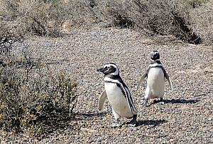 Punta Tombo - Penguins!