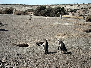 Punta Tombo - Penguins! Here's an example of a nest, they burrow a hole into the ground. 