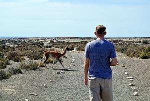 Punta Tombo - Guanaco Crossing.