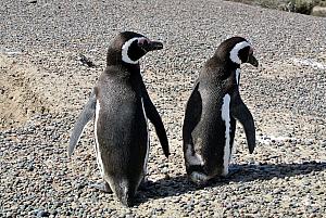 Punta Tombo - Penguins!