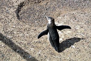 Punta Tombo - Penguins!