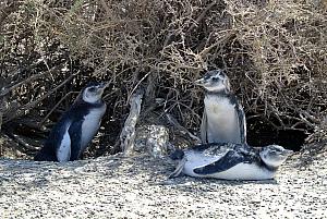 Punta Tombo - Penguins!