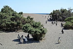 Punta Tombo - Penguins!