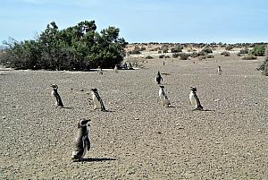 Punta Tombo - Penguins!