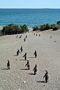 Punta Tombo - Penguins!