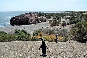 Punta Tombo - Penguins!